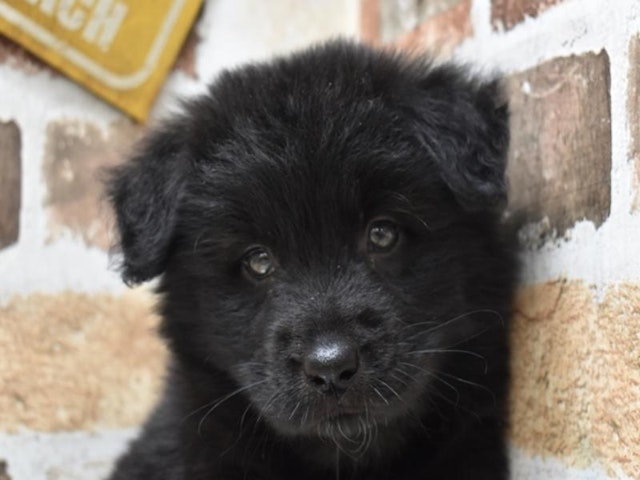 長野県のハーフ犬 (ペッツワン塩尻店/2023年8月9日生まれ/女の子/ブラック(黒))の子犬